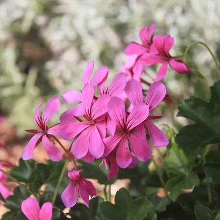 With Parking Space - Peljesac - 10440 * 奥瑞比克