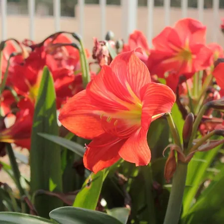 With Parking Space - Peljesac - 10440