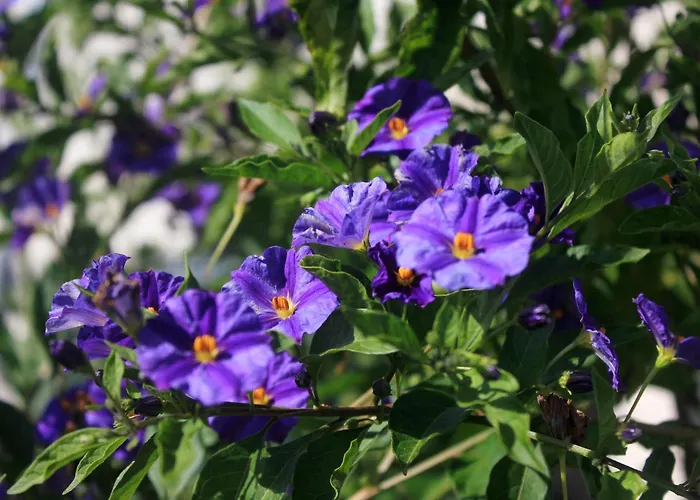 With Parking Space - Peljesac - 10440 Apartman