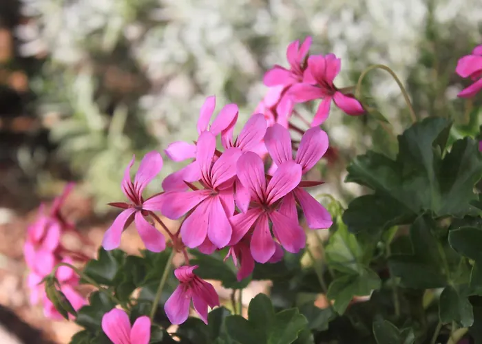 With Parking Space - Peljesac - 10440 * Orebić