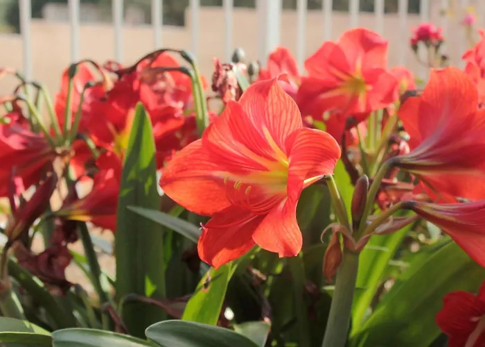 With Parking Space - Peljesac - 10440